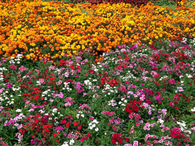 花?；ㄌ锓N植常用花卉品種有哪些？