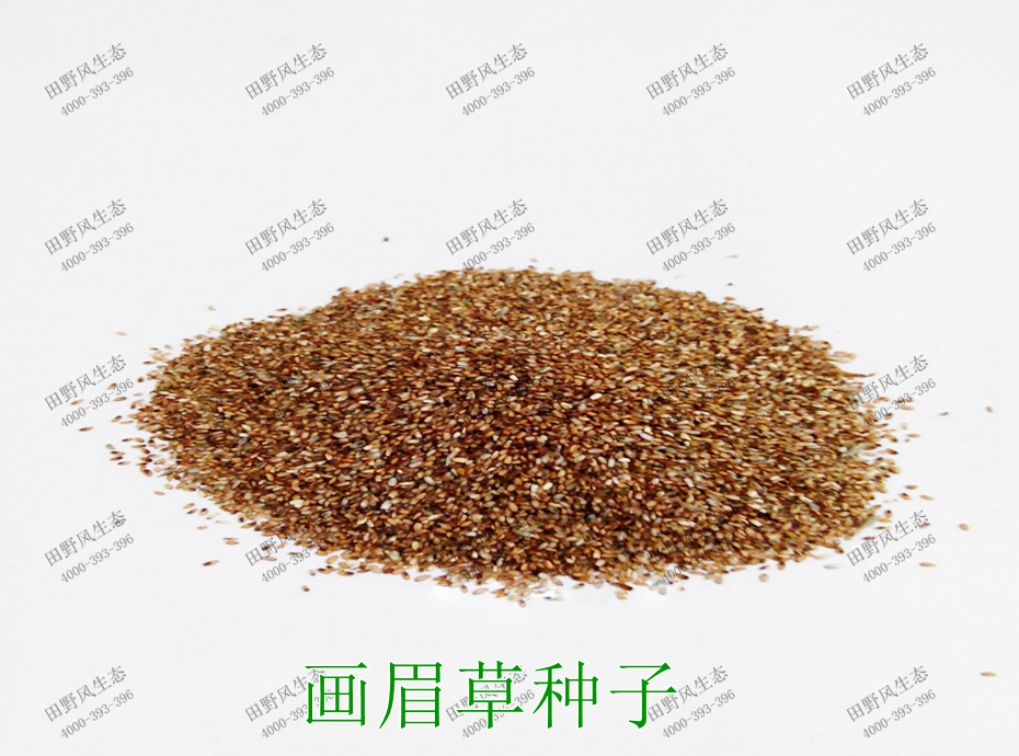 1畫(huà)眉草種子