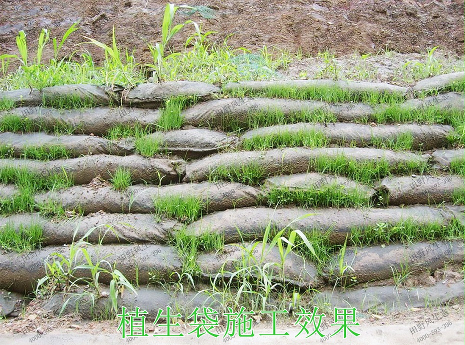 6植生袋施工效果 6植生袋施工效果
