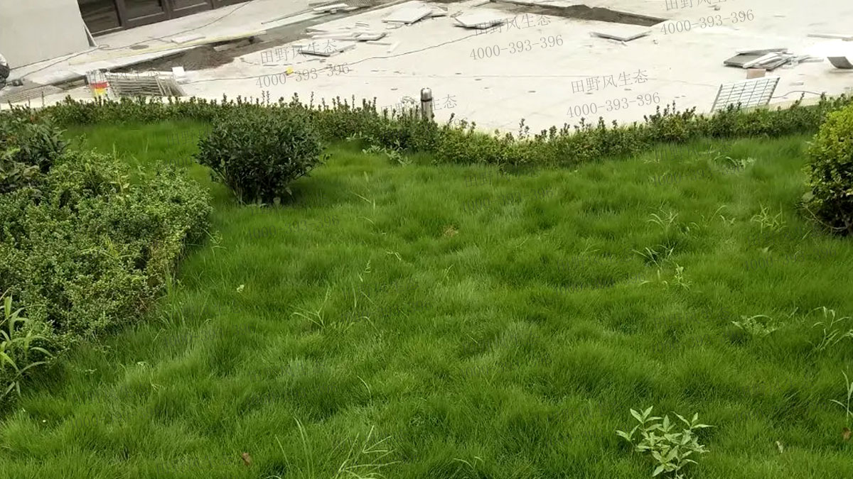 百慕大草籽 百慕大草籽