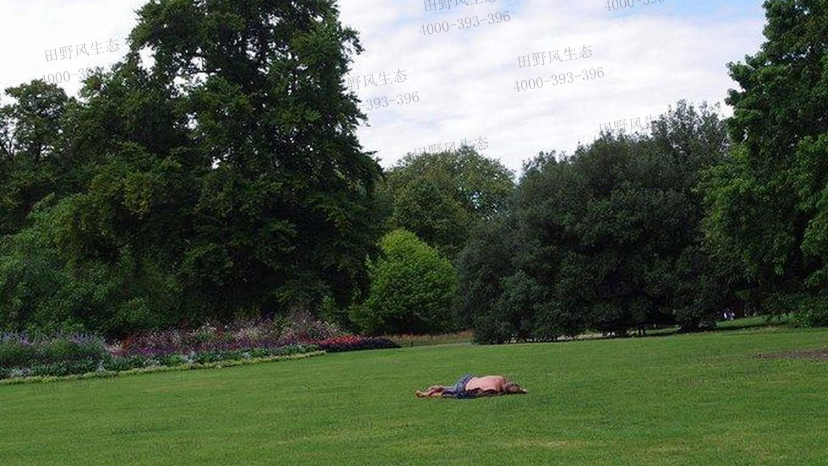 百慕大草籽 百慕大草籽