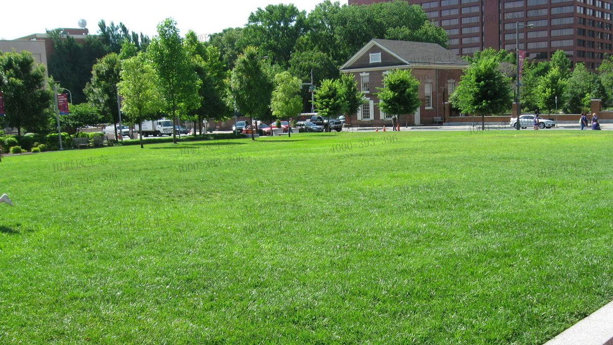 百慕大草籽 百慕大草籽