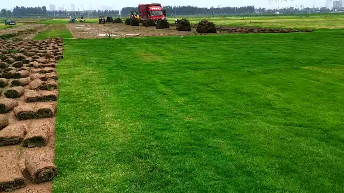 百慕大草籽 百慕大草籽