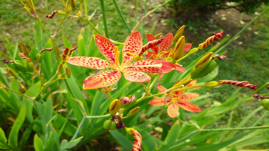 射干花花朵特寫