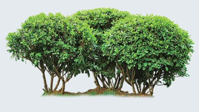 綠植花卉批發(fā)哪家好，田野風告知你