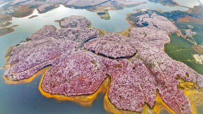田野風(fēng)大講堂：怎么打造花海景觀？花海景觀設(shè)計需要注意什么？