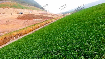 草坪種子護坡草種子選擇標(biāo)準(zhǔn)