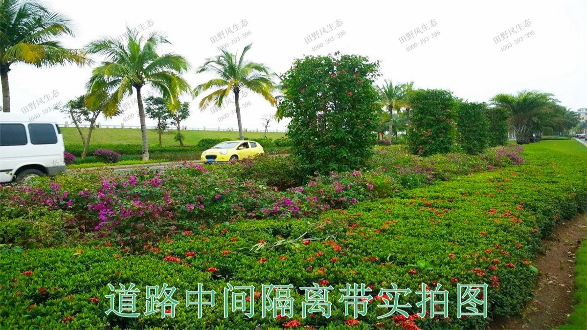 廣東河源紫金省道綠化美化市政工程 廣東河源紫金省道綠化美化市政工程