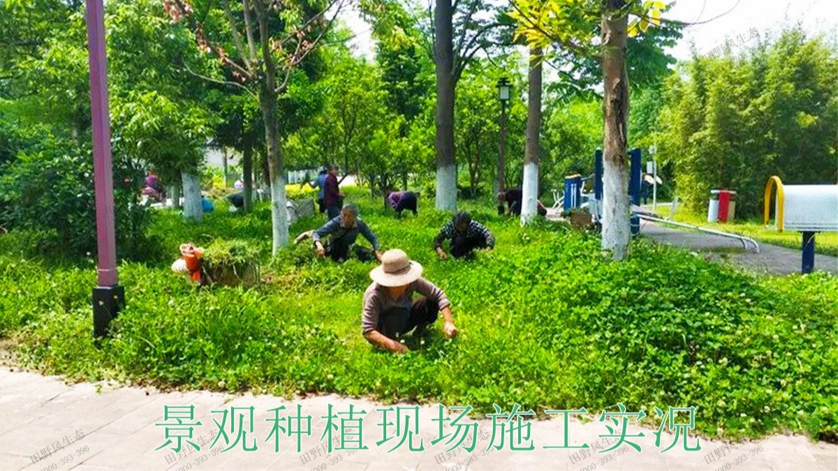 廣東梅州梅江區(qū)綠化美化工程 廣東梅州梅江區(qū)綠化美化工程