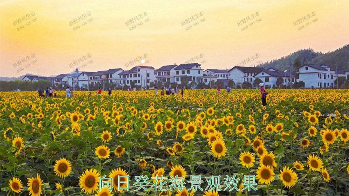 珠海金灣區(qū)美麗鄉(xiāng)村綠化項(xiàng)目 珠海金灣區(qū)美麗鄉(xiāng)村綠化項(xiàng)目