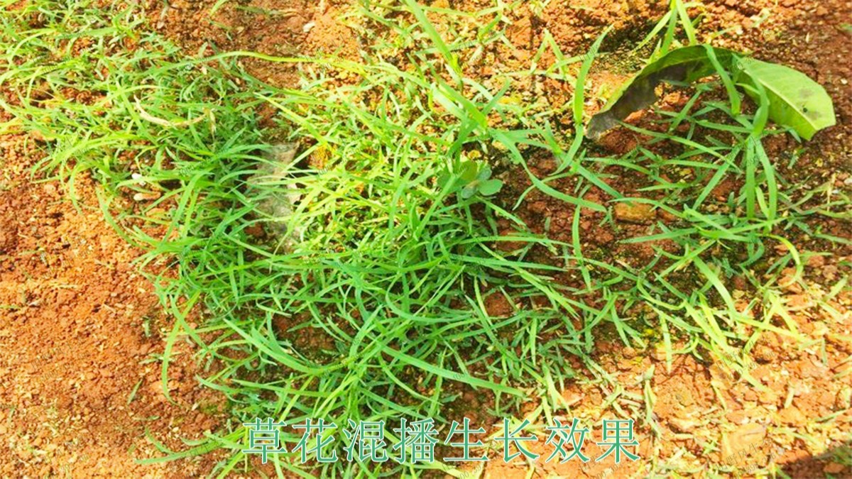 贛州全南公路市政道路工程 贛州全南公路市政道路工程