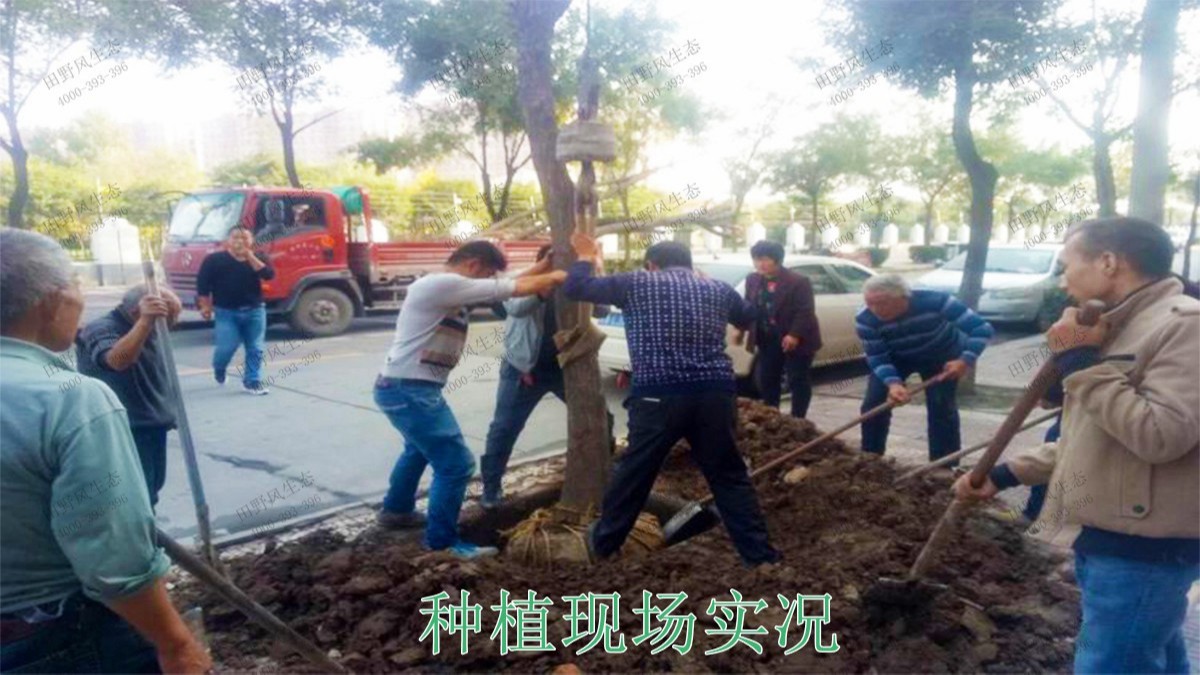 火炬開發(fā)區(qū)景觀路市政景觀工程 火炬開發(fā)區(qū)景觀路市政景觀工程