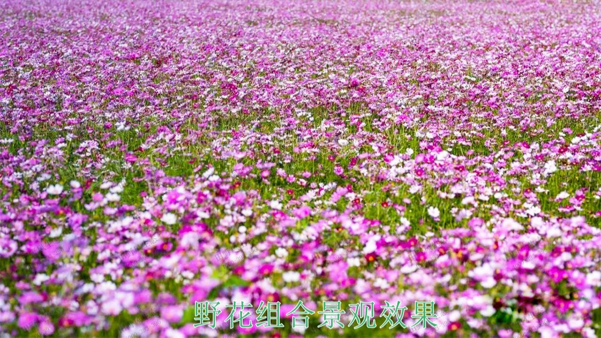 肇慶美麗鄉(xiāng)村工程項目 肇慶美麗鄉(xiāng)村工程項目