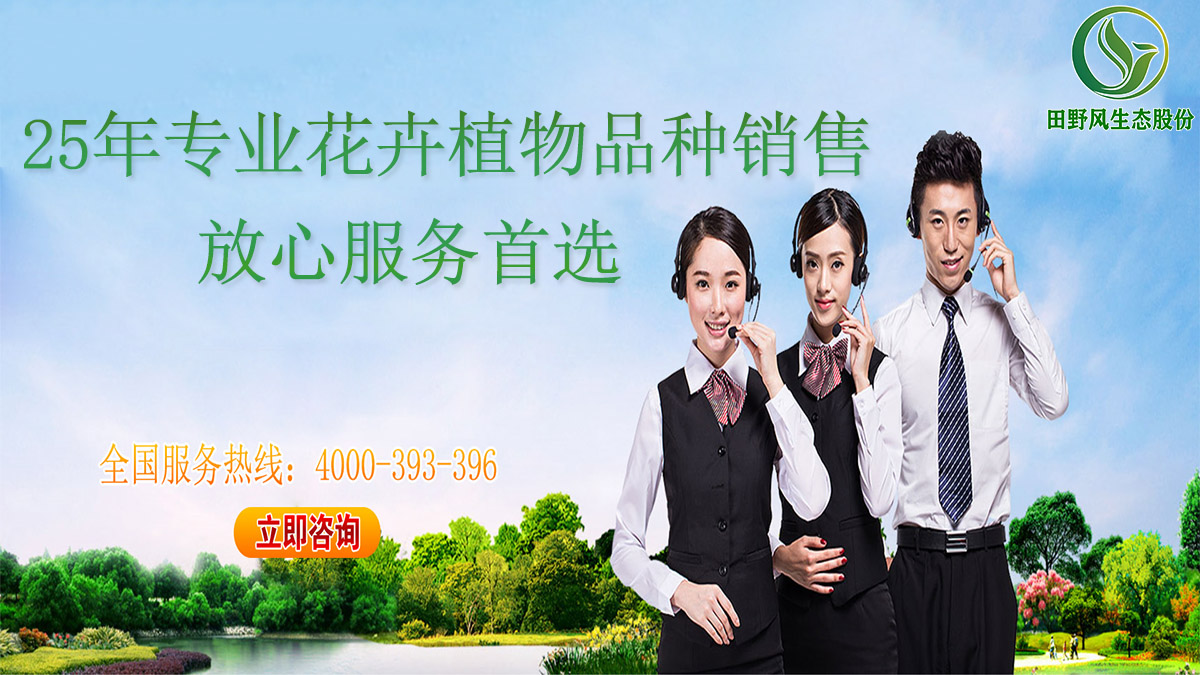 花卉植物品種銷售業(yè)務