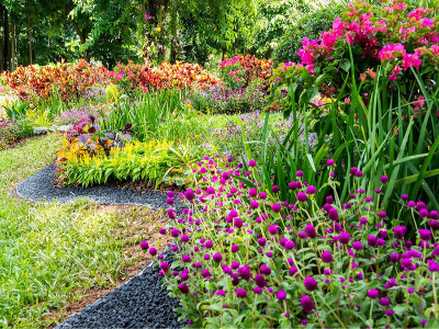 一、二年生花卉的特點(diǎn)與栽培管理要點(diǎn)？