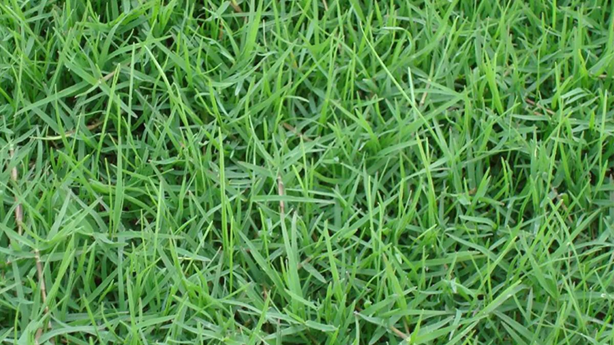 狗牙根草坪種植技術與養(yǎng)護