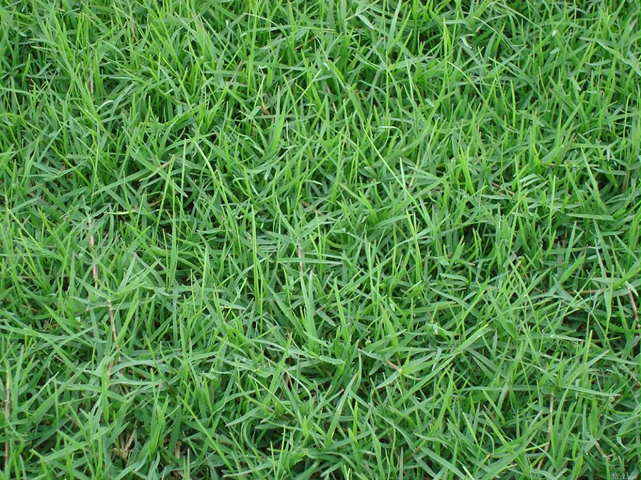 狗牙根草坪種子 狗牙根草坪種子