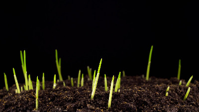 如何看待花了32萬網(wǎng)購的“優(yōu)質(zhì)草種”長不出好草！