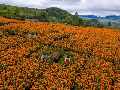 如何種植好萬(wàn)壽菊花種子？
