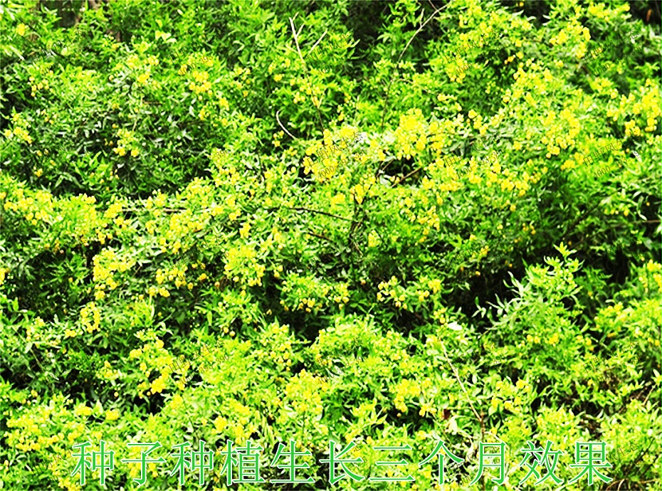 5種子種植生長(zhǎng)3個(gè)月效果