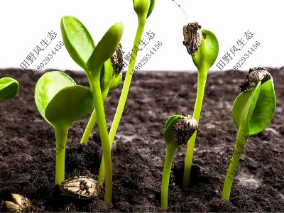 花卉的繁殖方法有哪些？