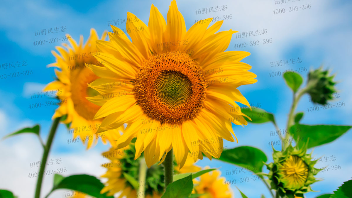 向日葵種子 向日葵種子