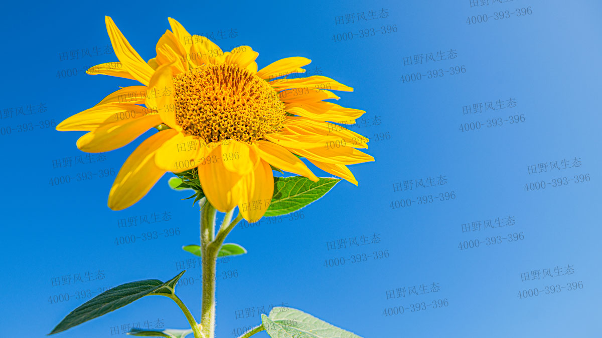 向日葵種子 向日葵種子