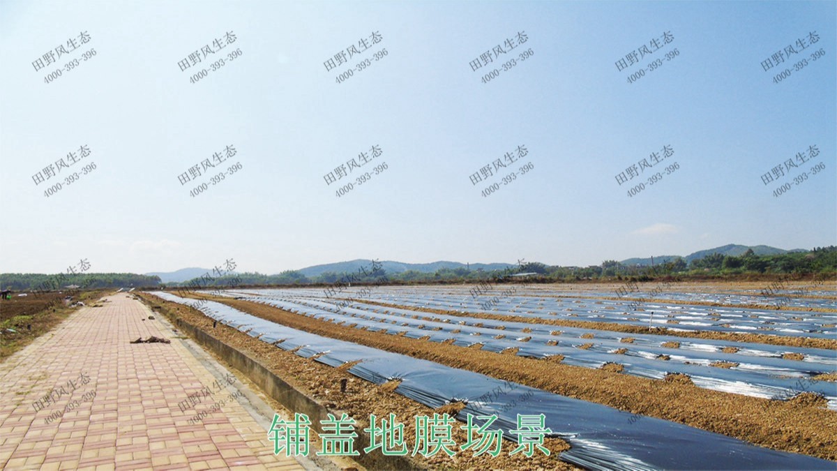 廣西梧州思良江休閑農(nóng)業(yè)生態(tài)園花海工程 廣西梧州思良江休閑農(nóng)業(yè)生態(tài)園花海工程