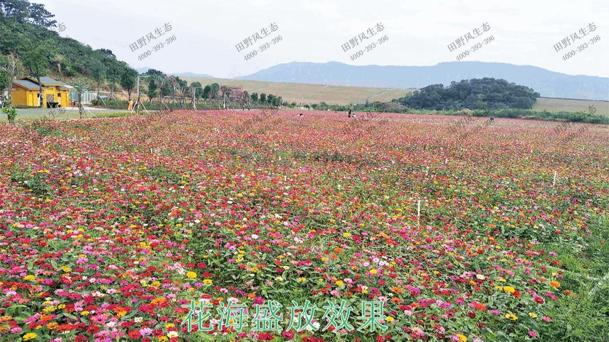 廣西梧州思良江休閑農(nóng)業(yè)生態(tài)園花海工程 廣西梧州思良江休閑農(nóng)業(yè)生態(tài)園花海工程