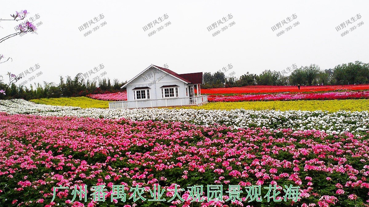 廣州番禺農(nóng)業(yè)大觀園景觀花海 廣州番禺農(nóng)業(yè)大觀園景觀花海