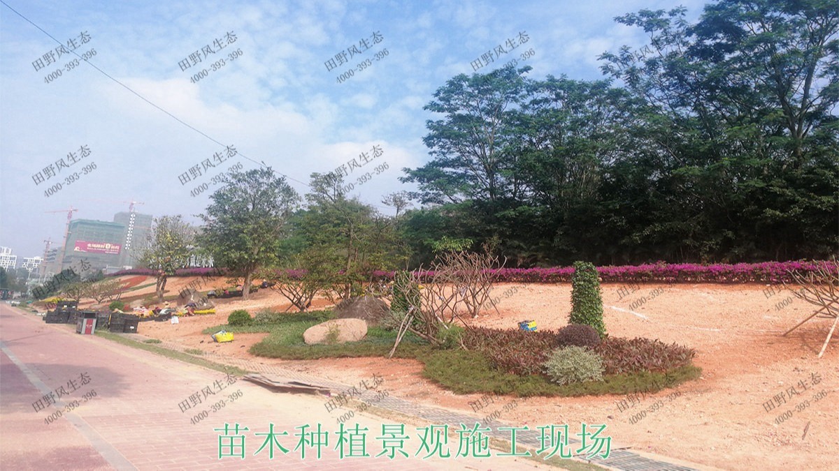 廣東河源濱江大道園林景觀工程 廣東河源濱江大道園林景觀工程