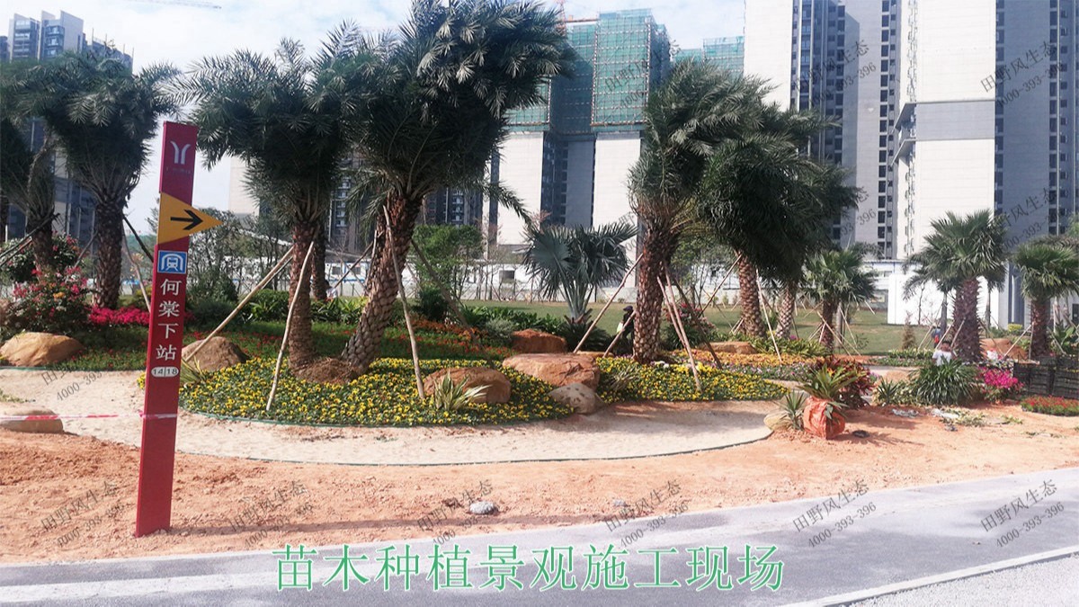 廣東河源濱江大道園林景觀工程 廣東河源濱江大道園林景觀工程