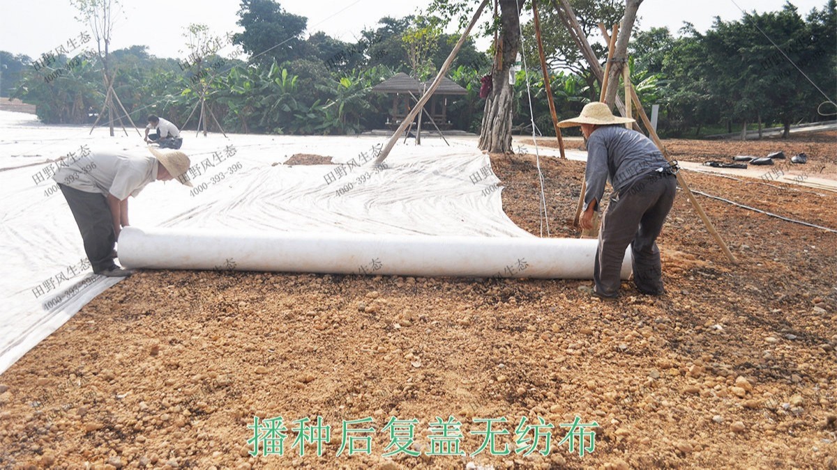 廣州海珠湖濕地公園花海工程 廣州海珠湖濕地公園花海工程