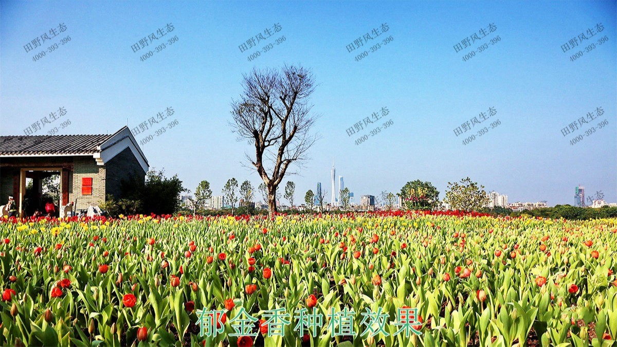 廣州海珠湖濕地公園花海工程 廣州海珠湖濕地公園花海工程