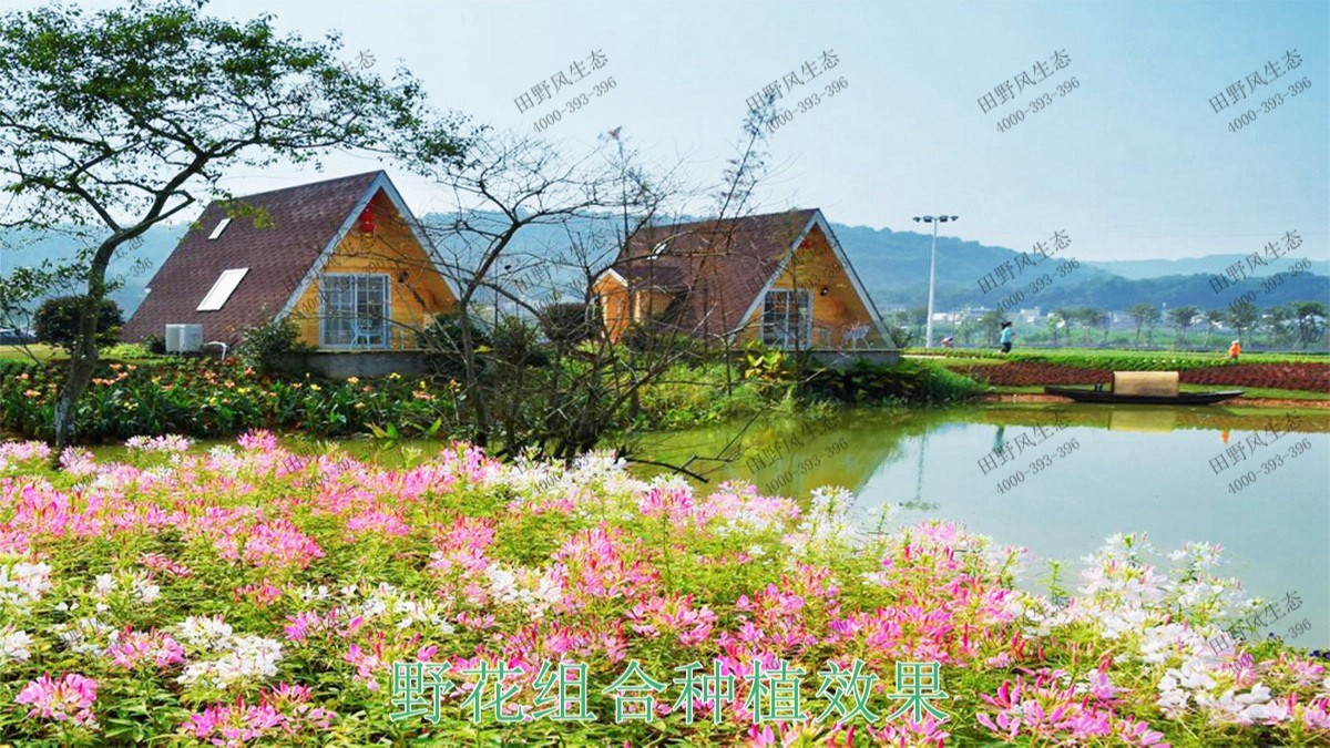 廣東丹霞山國(guó)家森林公園花海工程 廣東丹霞山國(guó)家森林公園花海工程