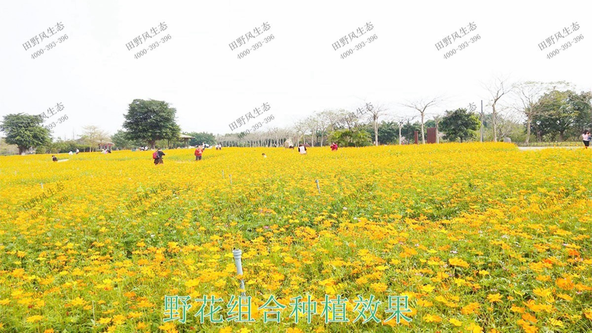 廣東丹霞山國(guó)家森林公園花海工程 廣東丹霞山國(guó)家森林公園花海工程