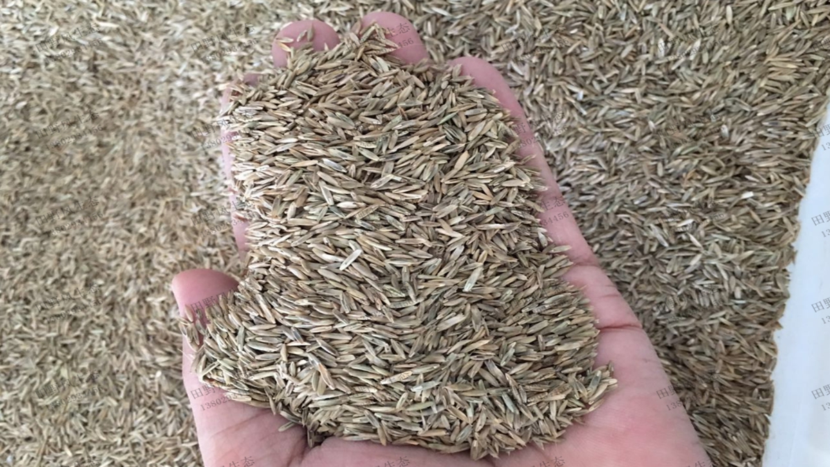 草種草籽有多少個(gè)品種？