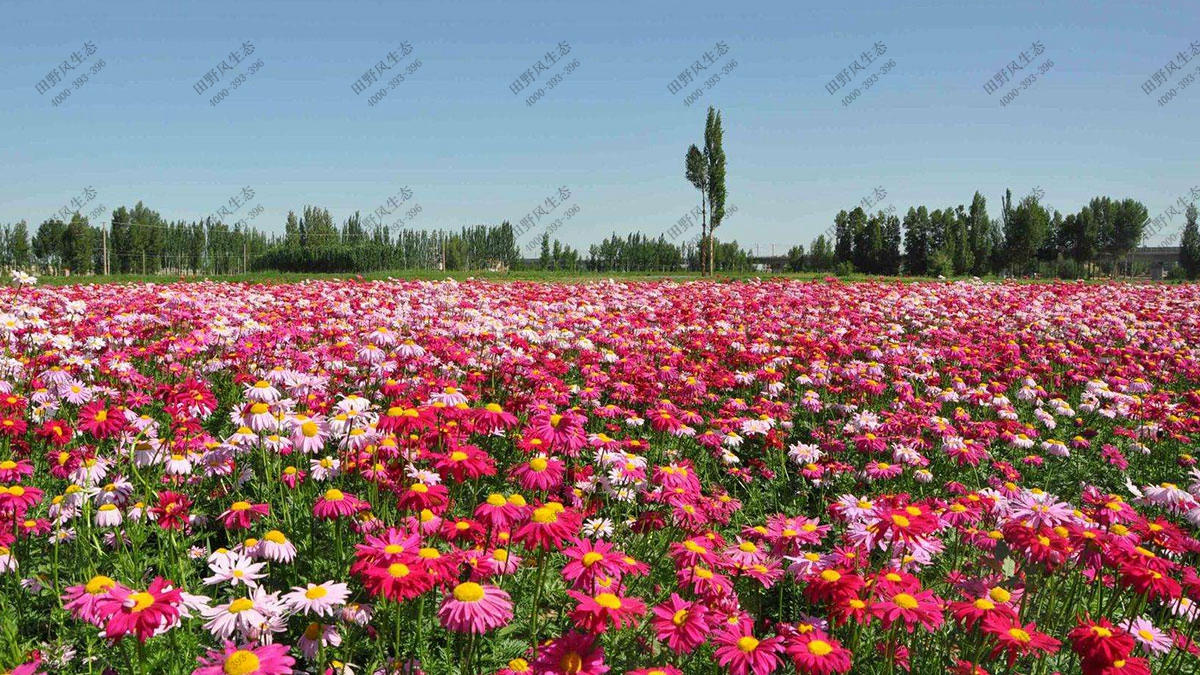 花?；ɑ芊N子,觀葉植物花種