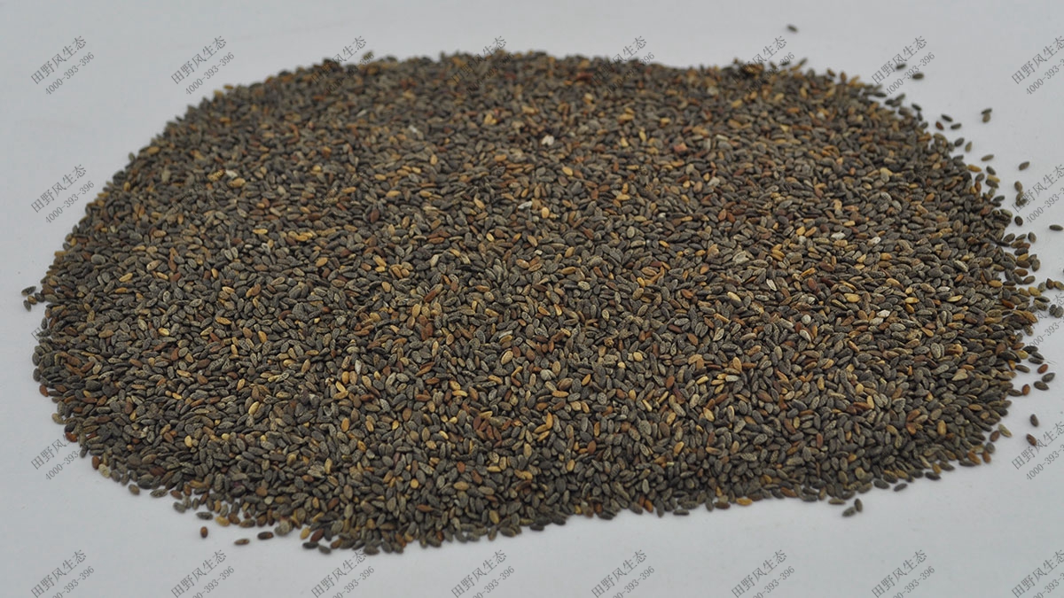 花?；ɑ芊N子,綠化混播花種