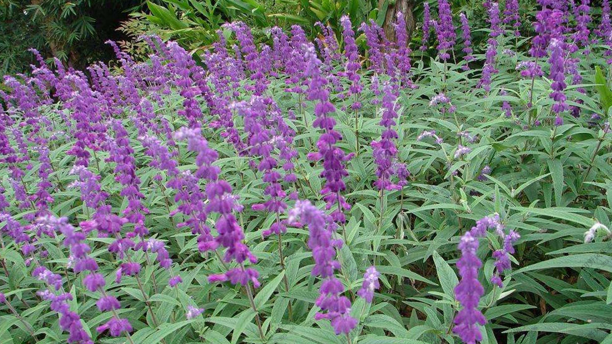 花?；ɑ芊N子,綠化混播花種