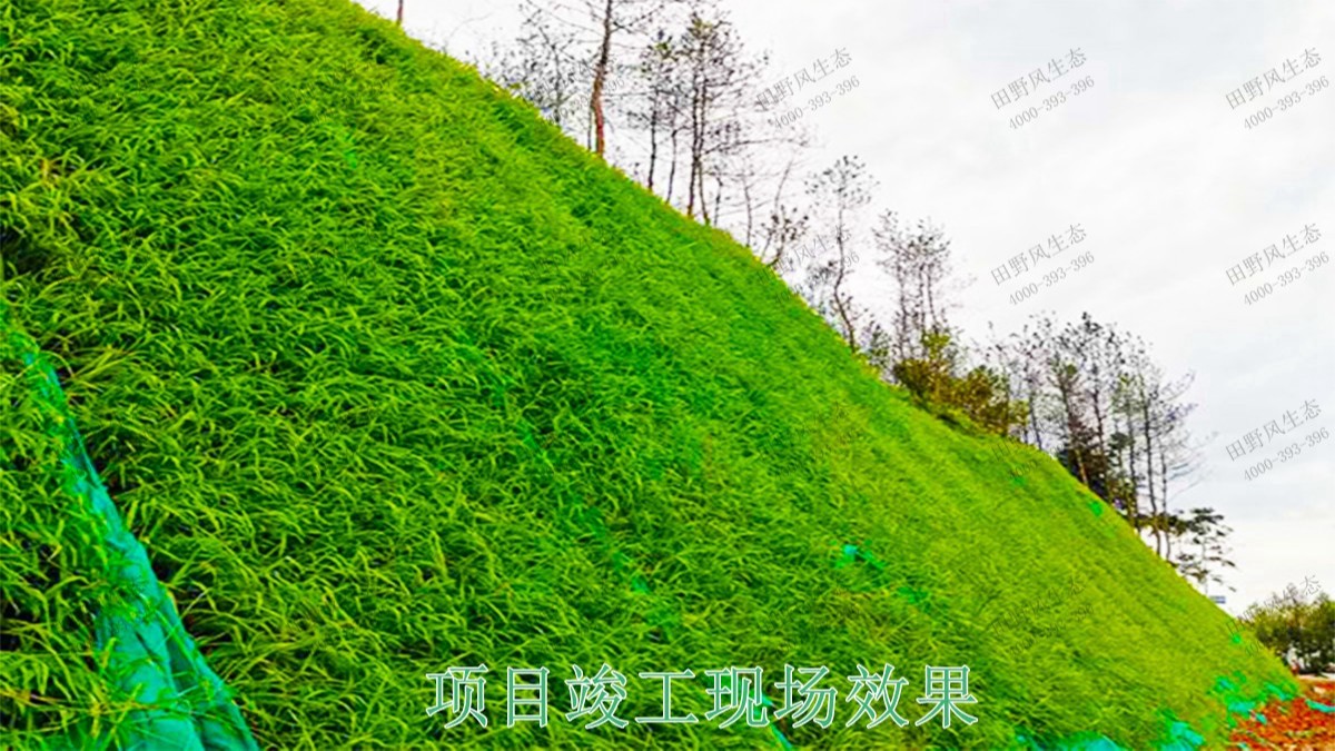 河源江東工業(yè)園邊坡復(fù)綠工程 河源江東工業(yè)園邊坡復(fù)綠工程