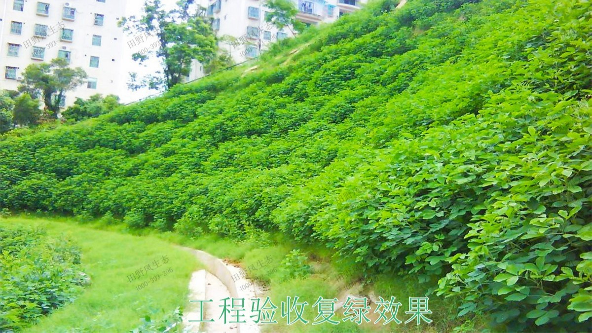 回龍工業(yè)園坡面噴播工程 回龍工業(yè)園坡面噴播工程