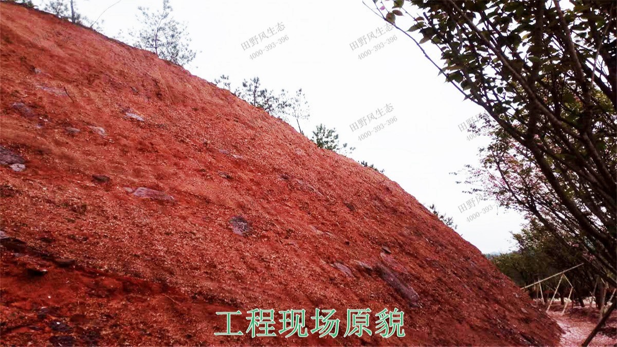 江西廣昌火龍果基地廠區(qū)掛網(wǎng)植草 江西廣昌火龍果基地廠區(qū)掛網(wǎng)植草