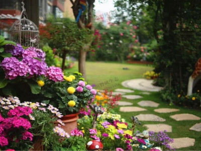 插桿種植成活率高的花卉植物有哪些？