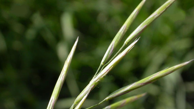 無芒雀麥 無芒雀麥