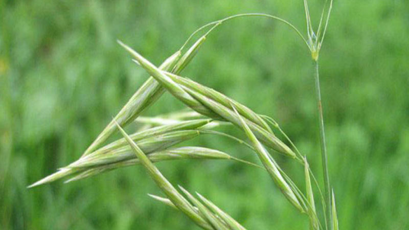 無芒雀麥 無芒雀麥