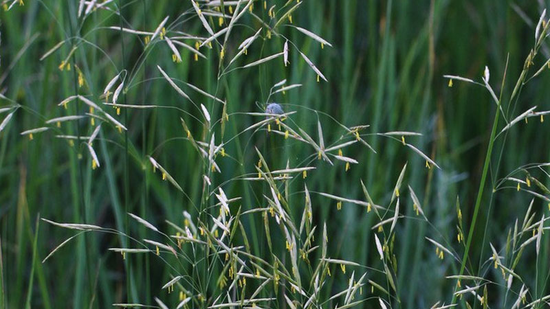 無芒雀麥 無芒雀麥