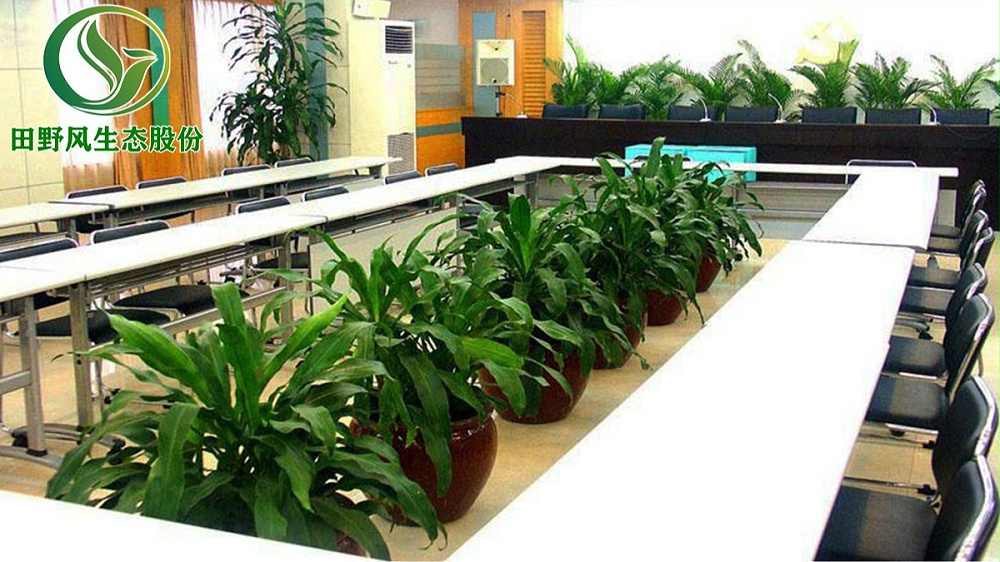 會議室綠植租擺 會議室綠植租擺
