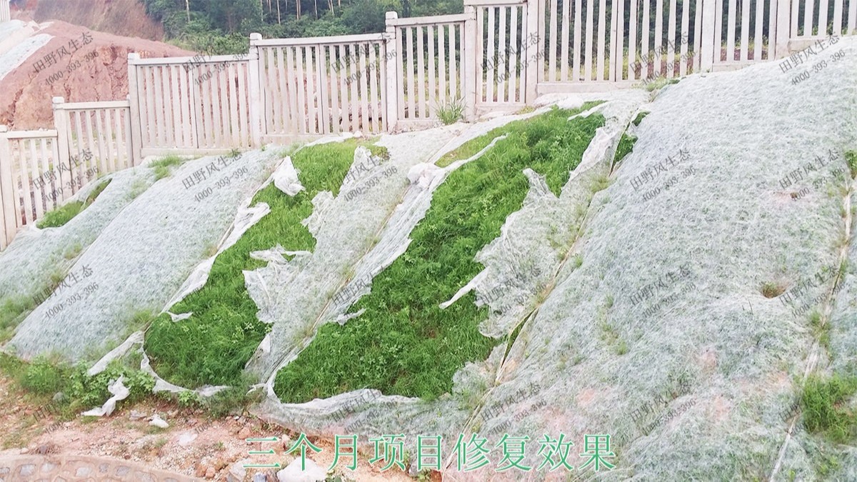 貴廣高鐵廣東段高鐵路邊坡噴草 貴廣高鐵廣東段高鐵路邊坡噴草