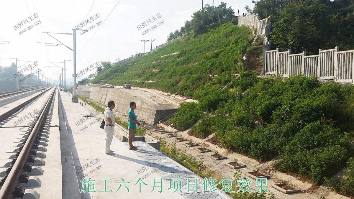 貴廣高鐵廣東段高鐵路邊坡噴草 貴廣高鐵廣東段高鐵路邊坡噴草